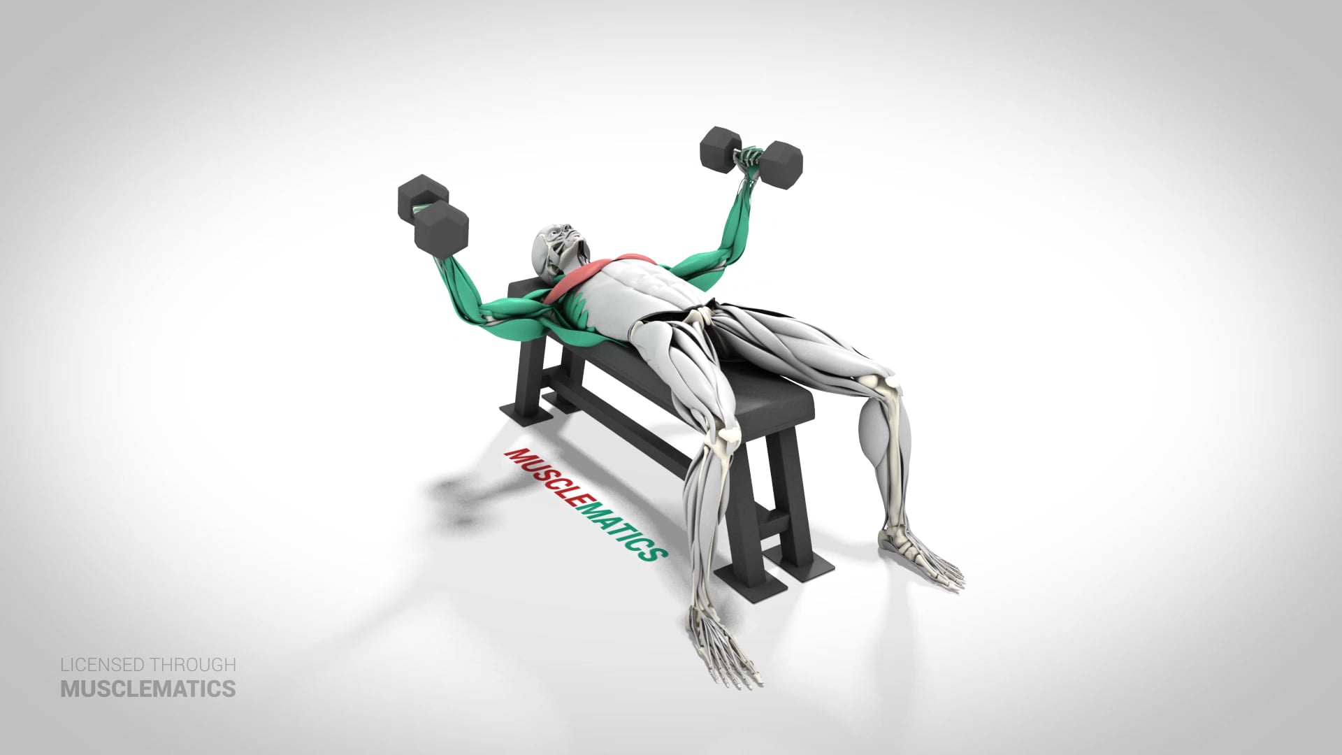 Dumbbell Flys - (View 1)