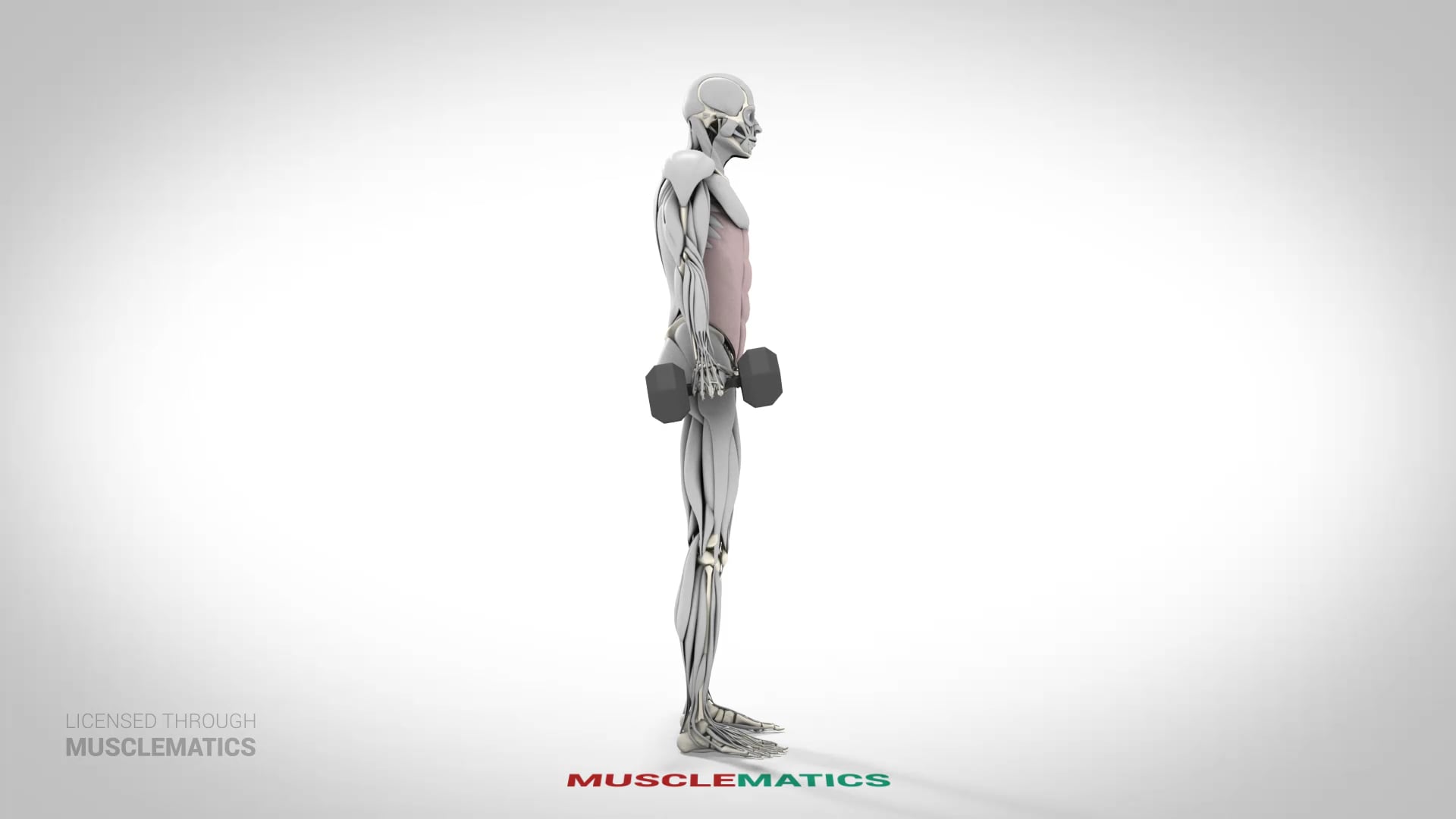 Dumbbell Side Bends - (View 2)