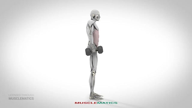 Dumbbell Side Bends - (View 2)