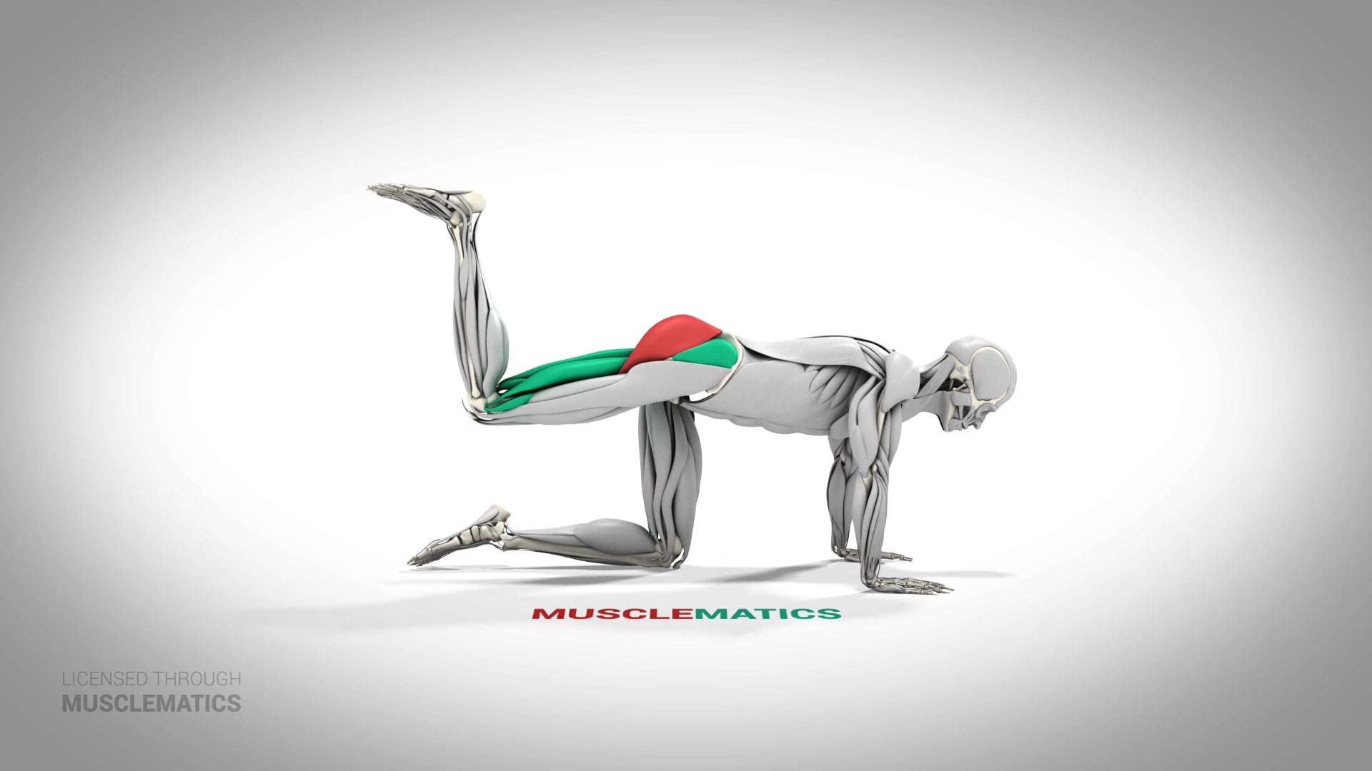 Kneeling Bent-Leg Donkey Kick - (All Views)