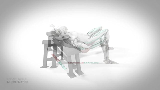 Incline Hip Thrust - (All Views)