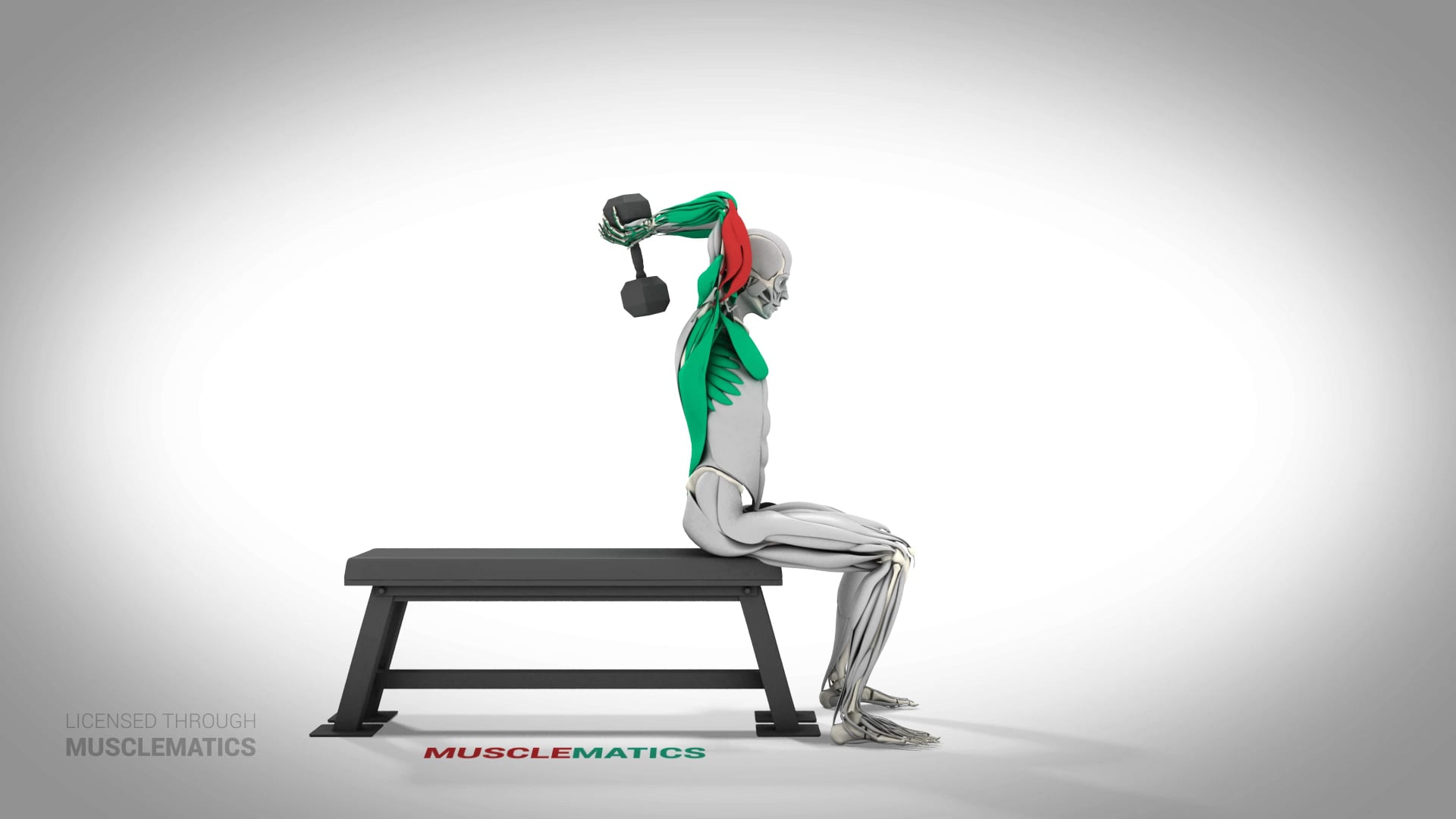 Seated Dumbbell Triceps Extensions - (All Views)