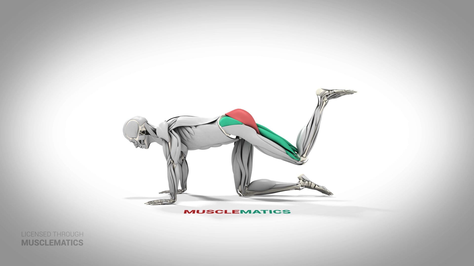 Kneeling Bent-Leg Donkey Kick - (All Views) - LEFT