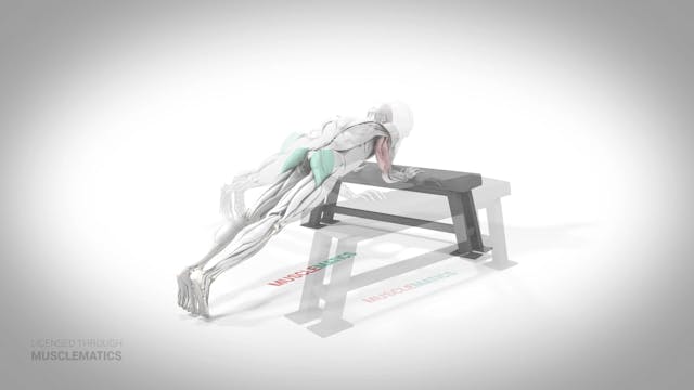 Bodyweight Triceps Extension - (All V...