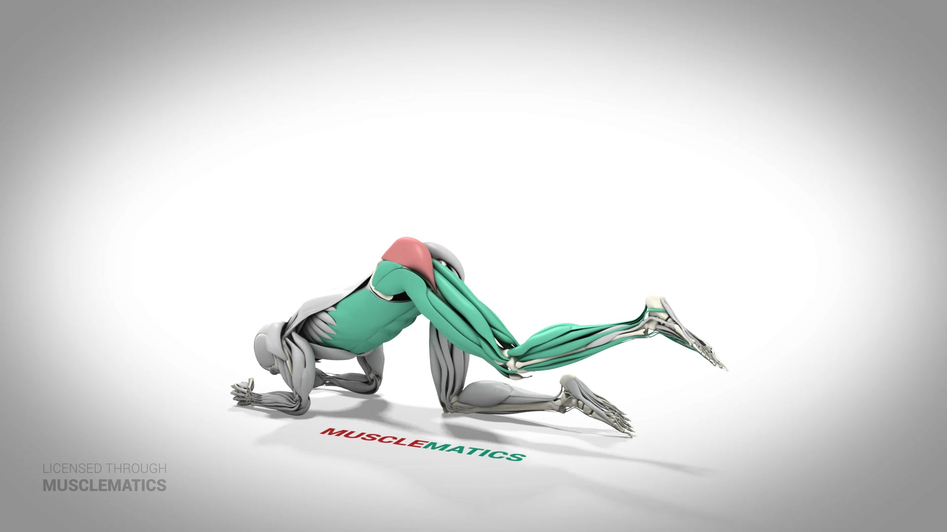 Floor Hip Extensions - (All Views) - LEFT