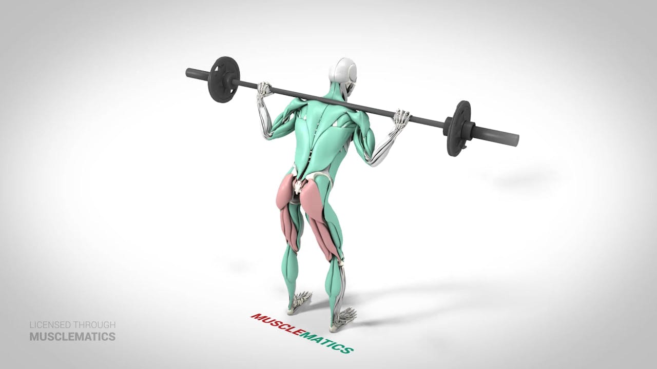 good-mornings-view-3-muscle-group-lower-body-musclematics