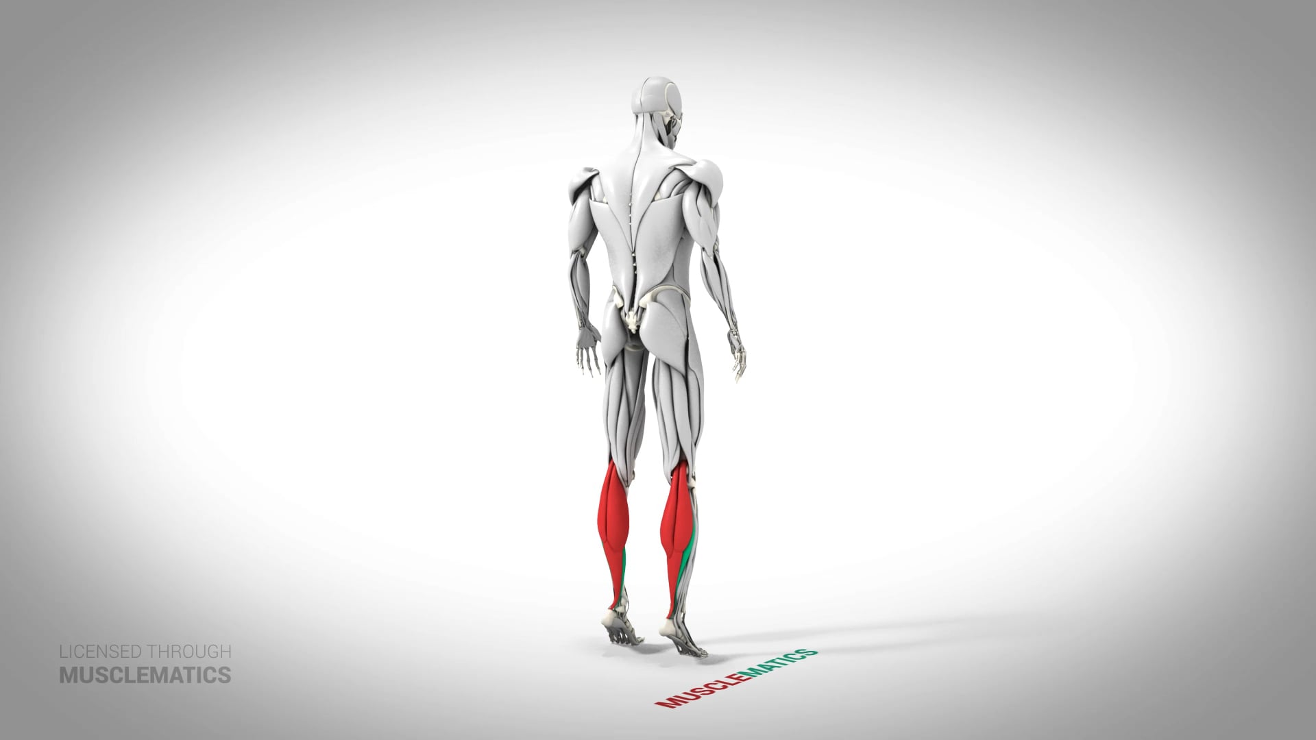 Standing Calf Raise - (All Views)