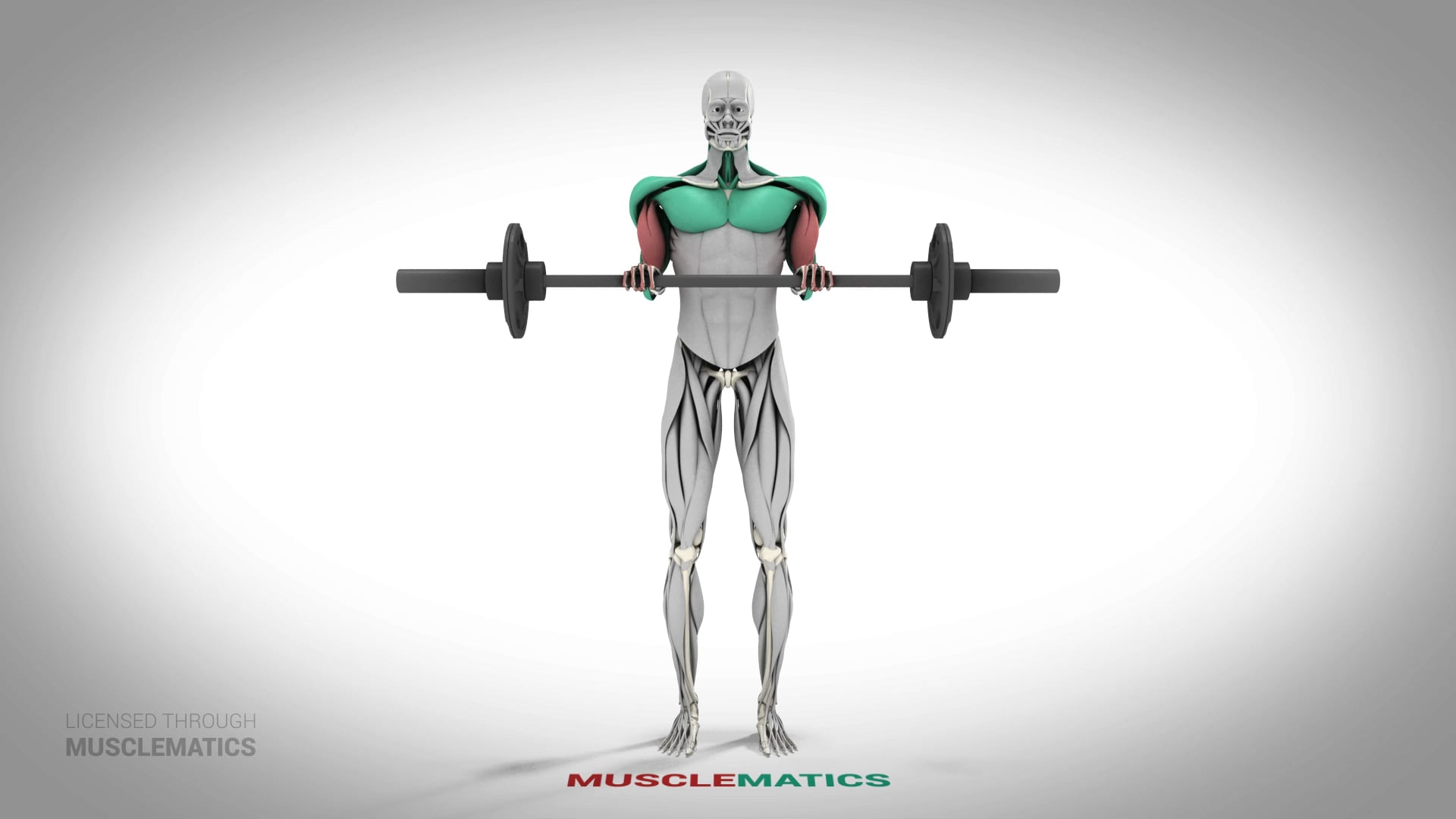 Reverse Curls - (All Views)