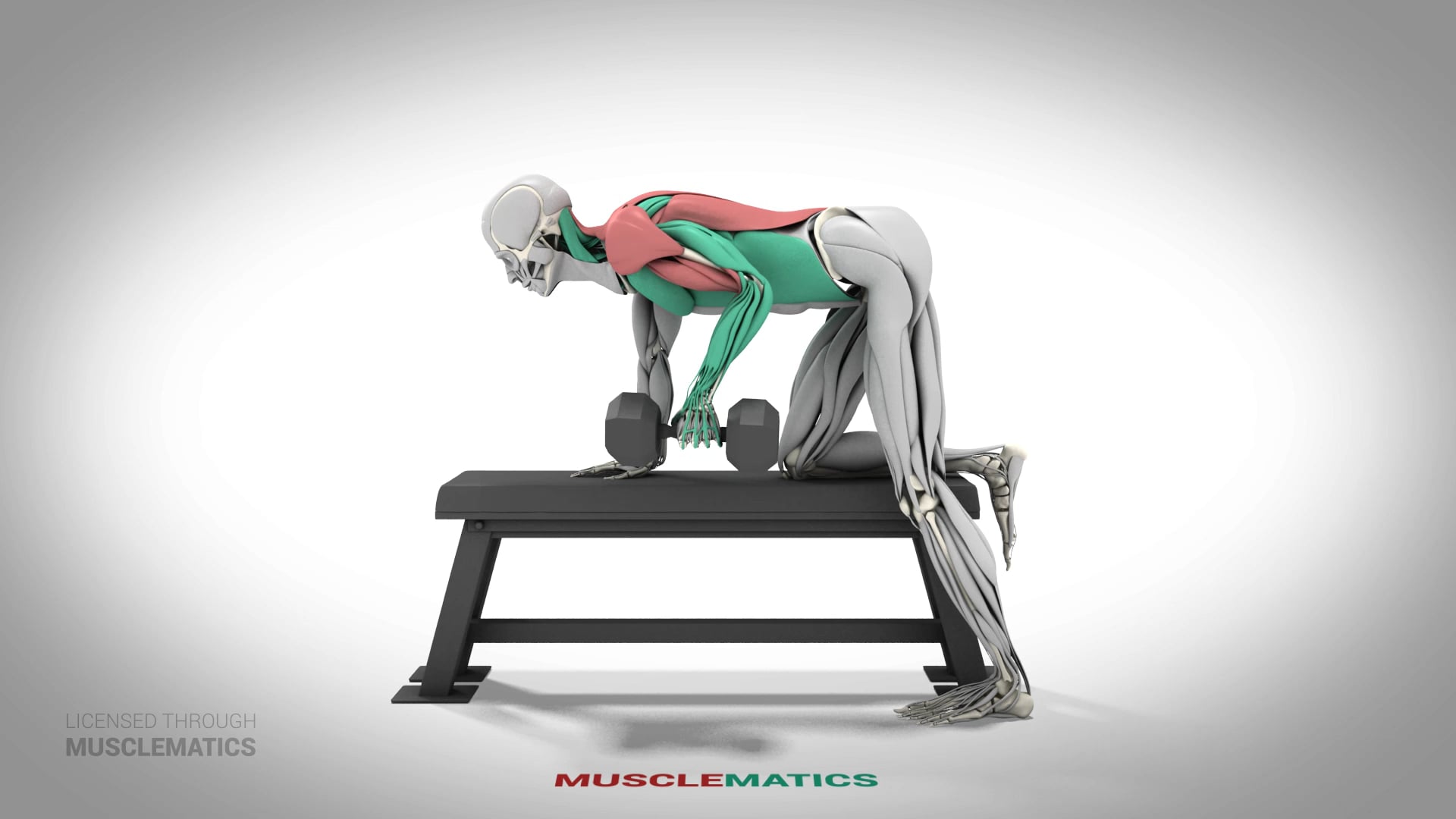 One-Arm Dumbbell Rows - (All Views) - LEFT