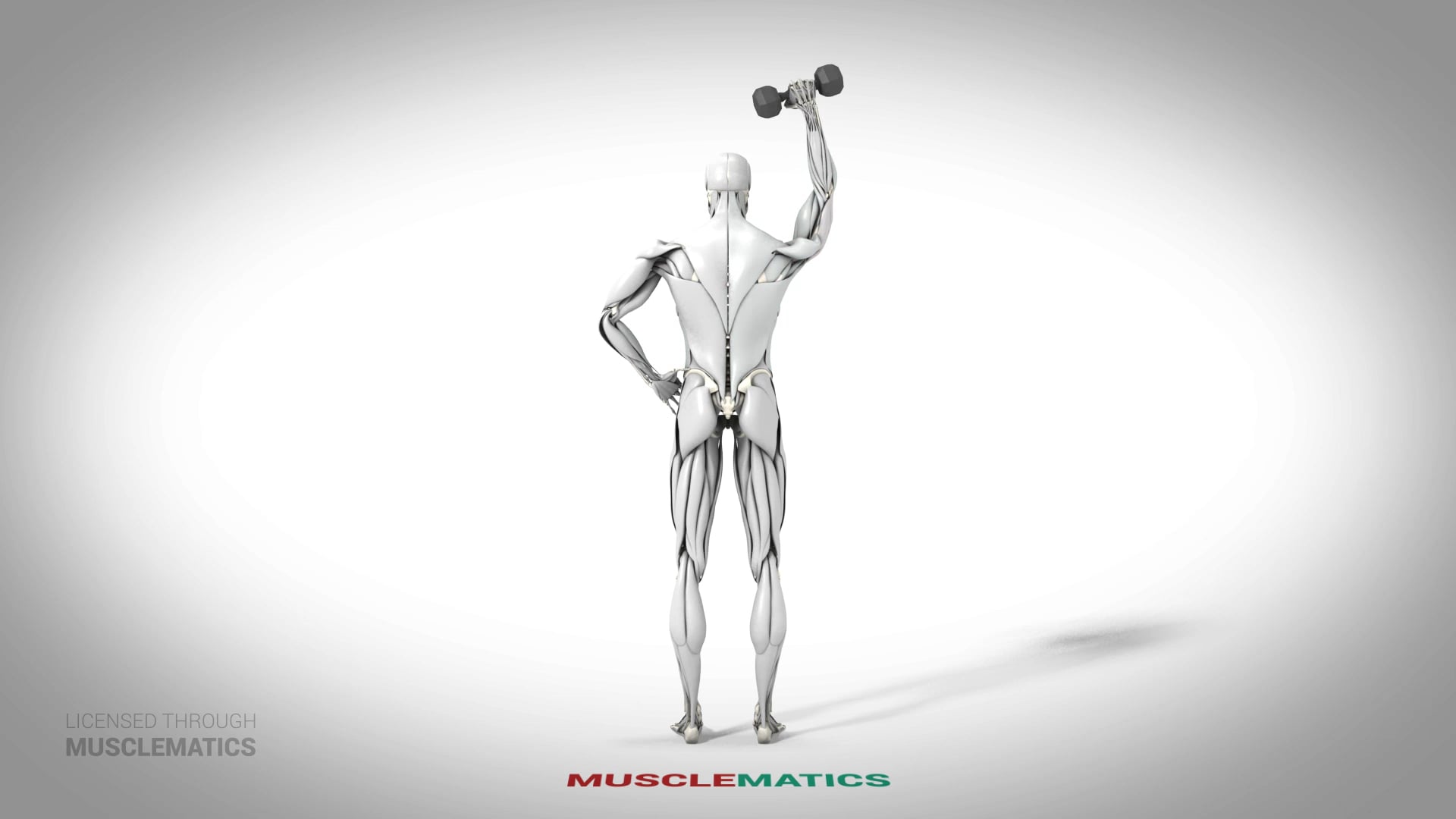 One-Arm Dumbbell Triceps Extensions - (All Views)