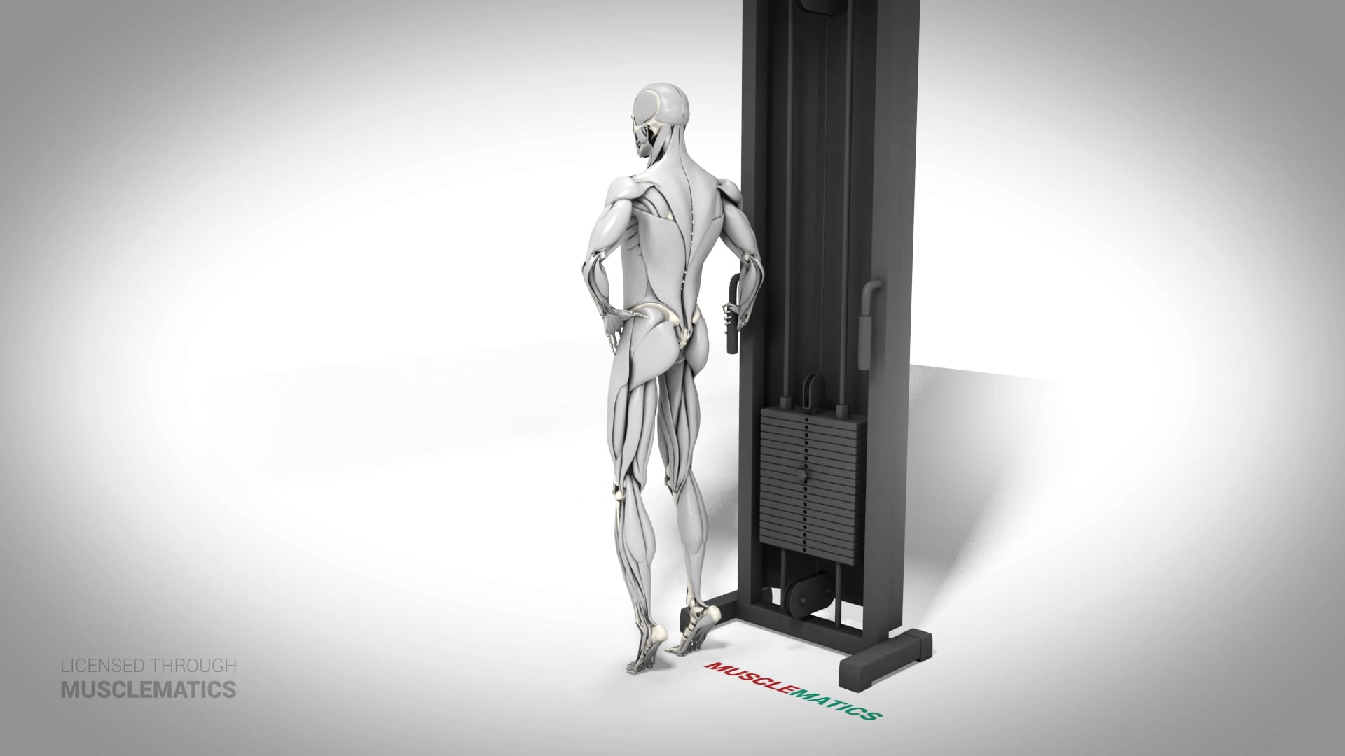 Sissy Squat - (All Views)