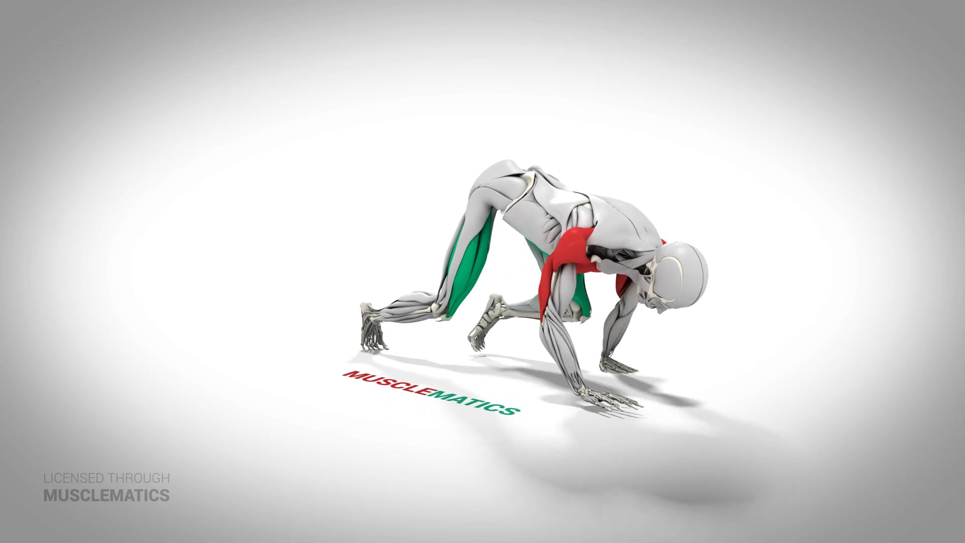 Bear Crawl - (All Views)