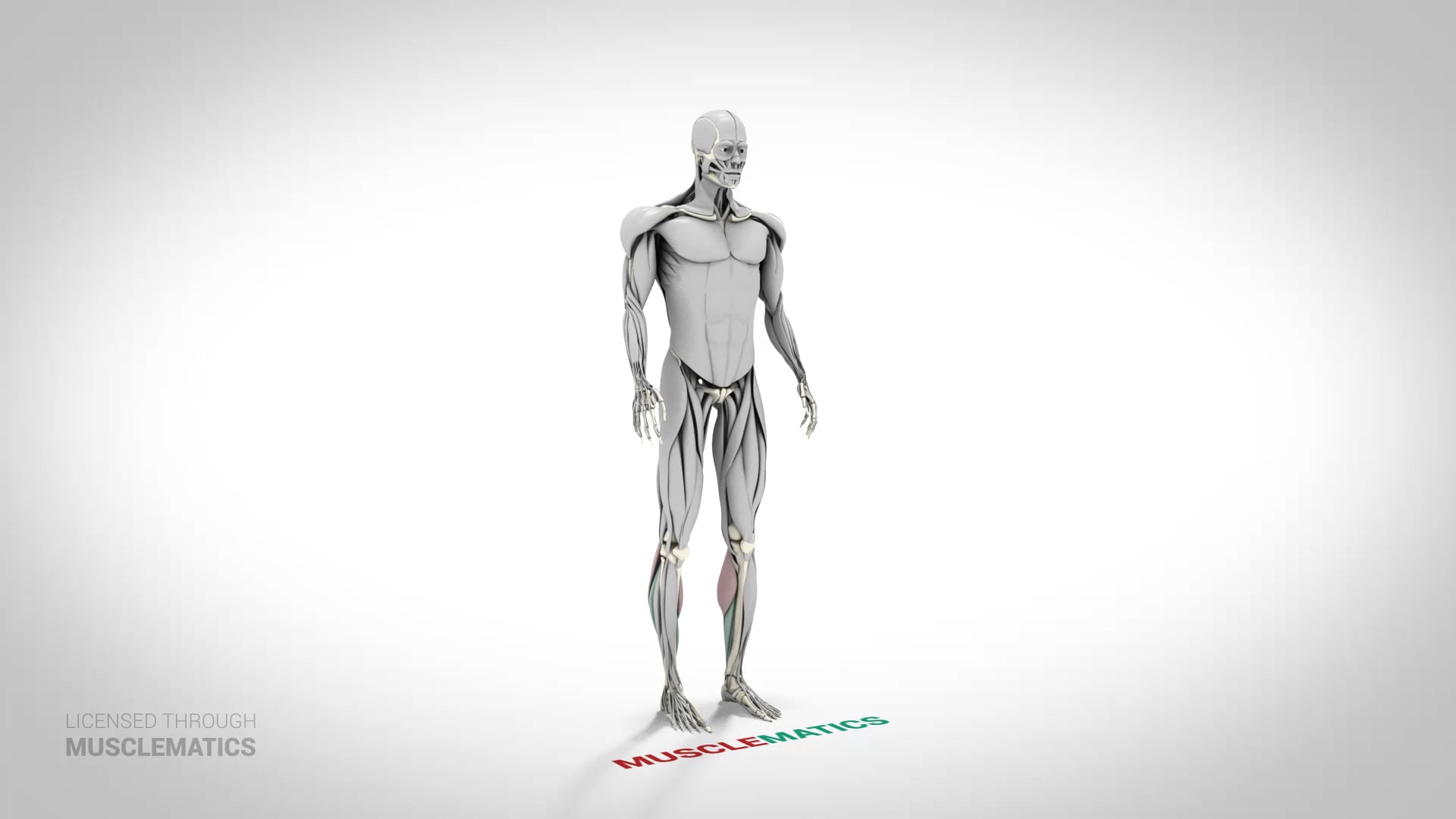 Standing Calf Raise - (View 1)