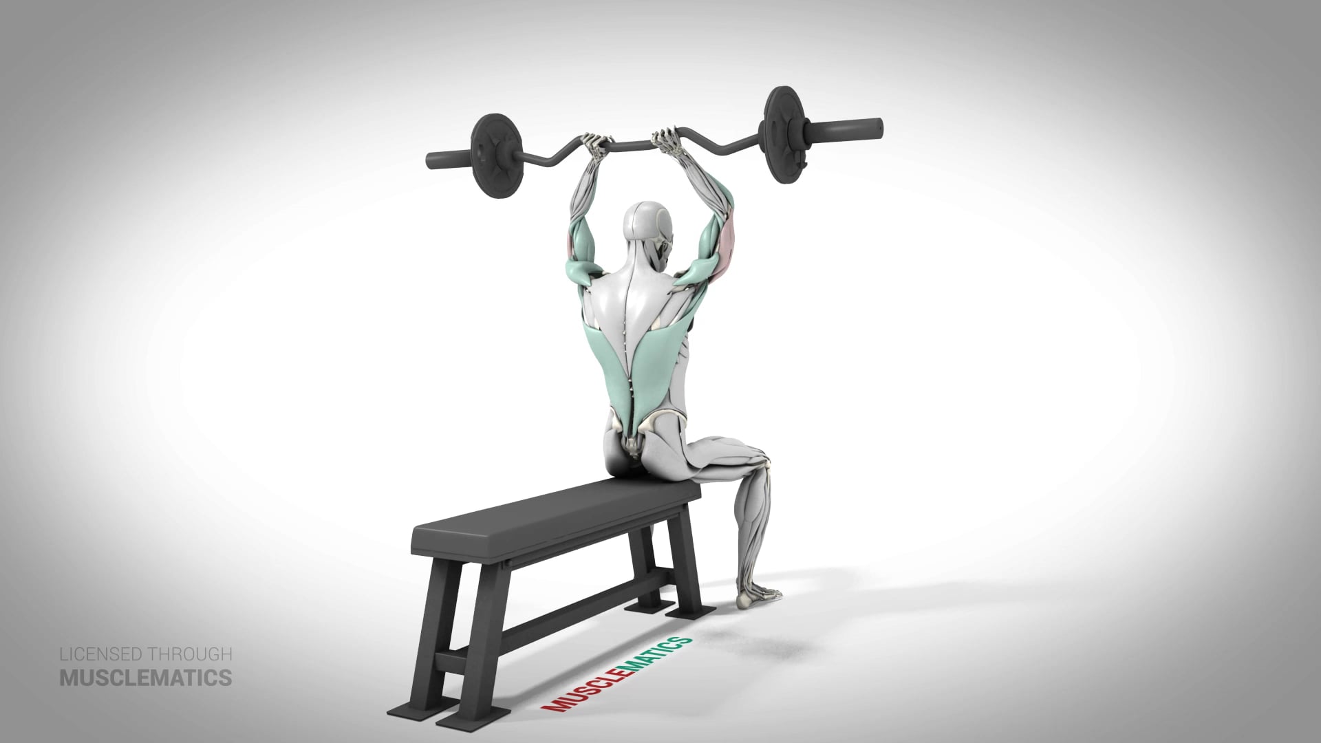 Seated E-Z Bar Triceps Extensions - (All Views)