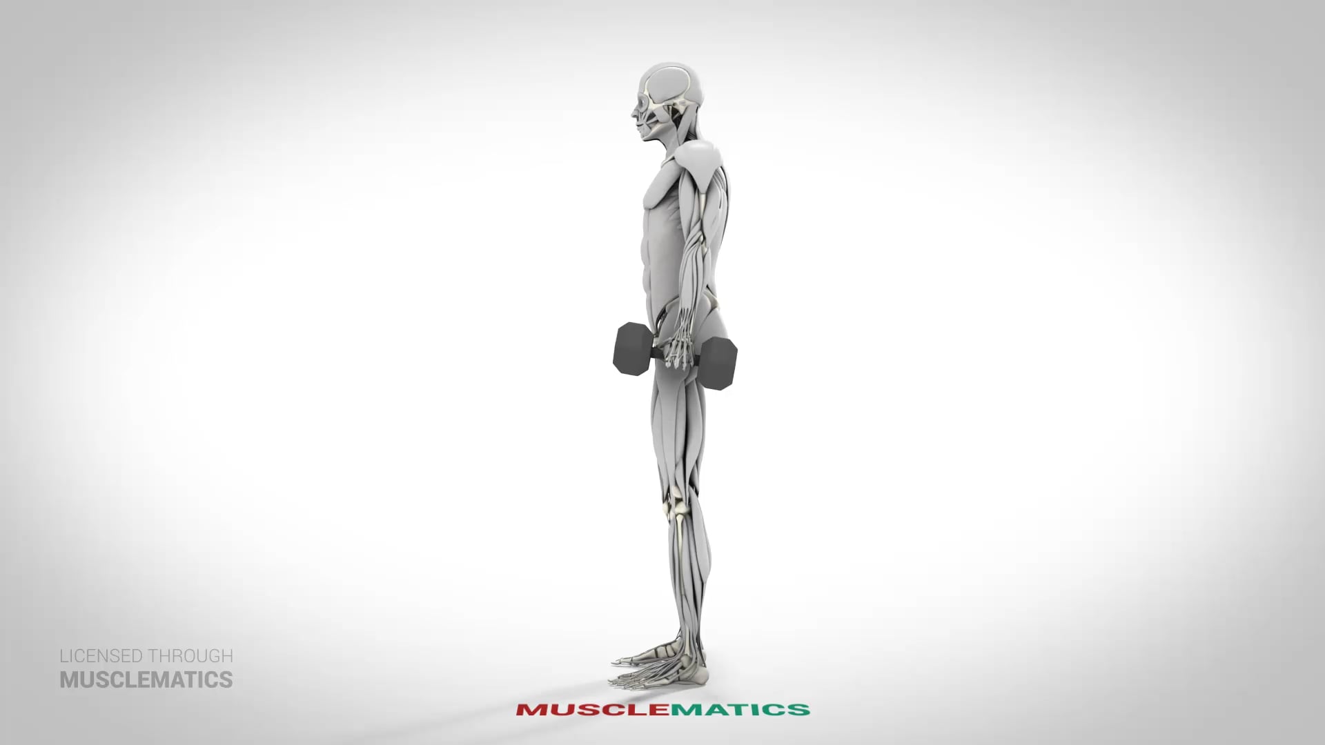 Dumbbell Side Bends - (View 2) - LEFT