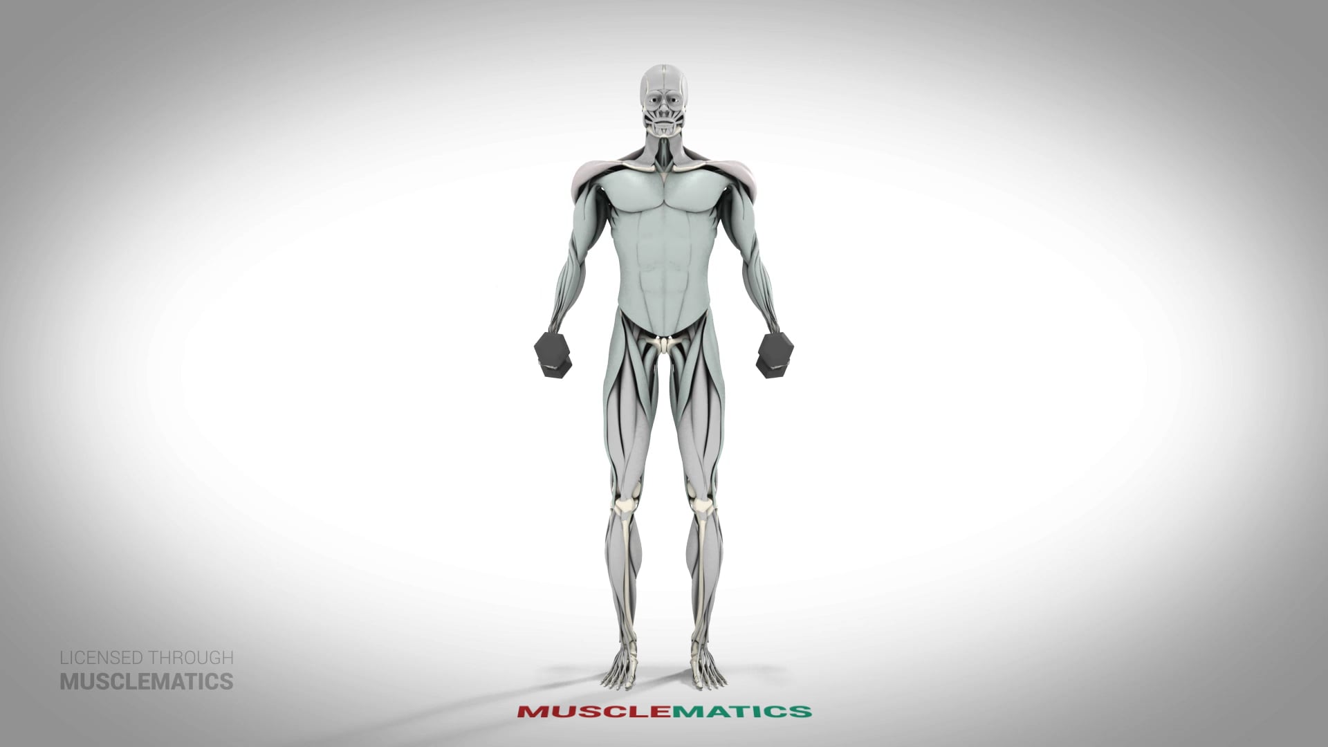 Lateral Dumbbell Raises - (All Views)