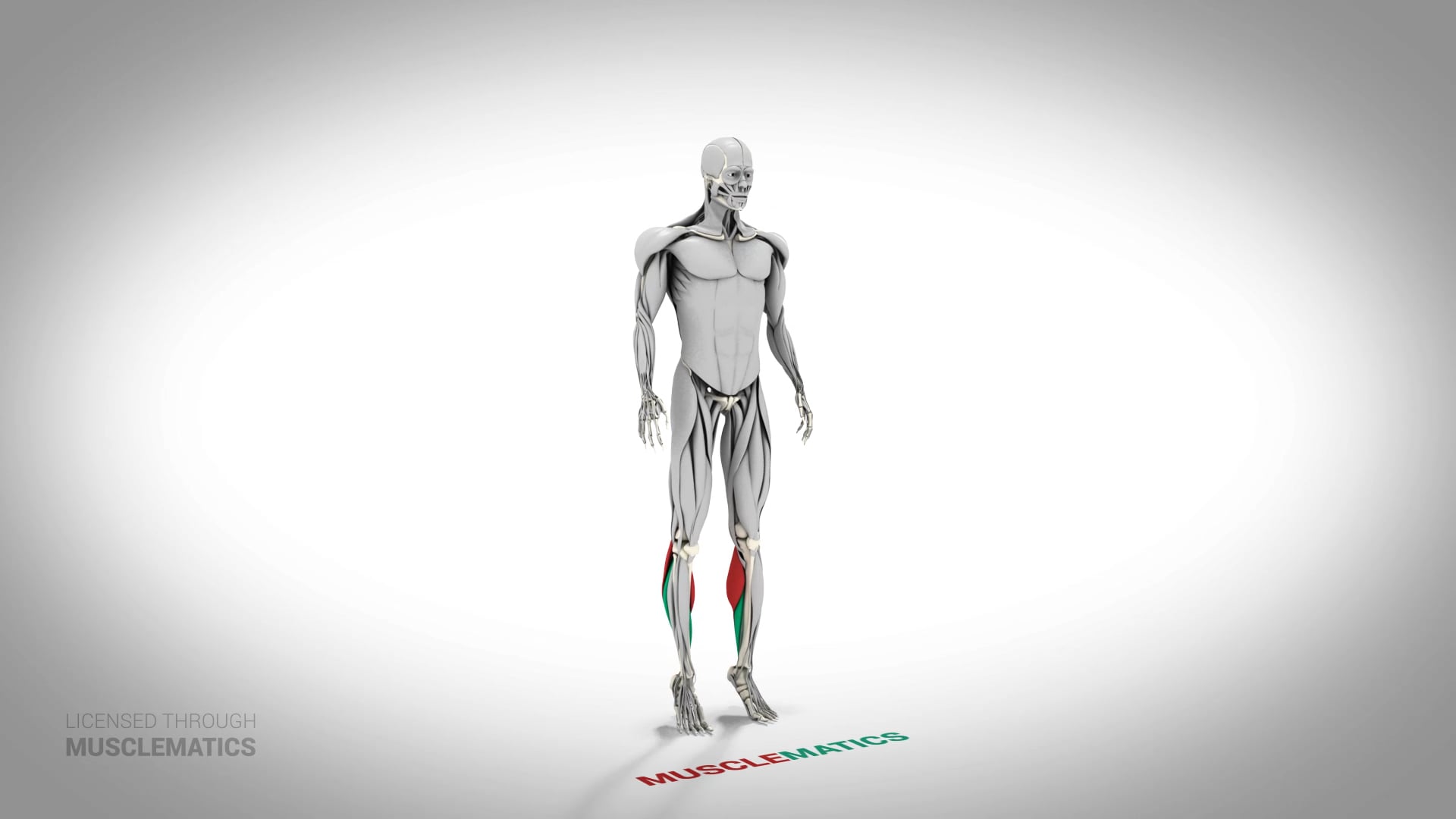 Stiff-Leg Ankle Hop - (All Views)