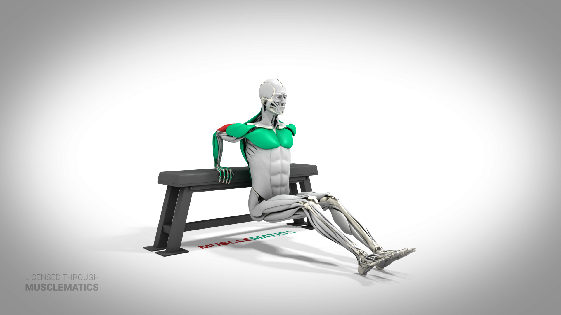 Triceps Dips - (All Views)