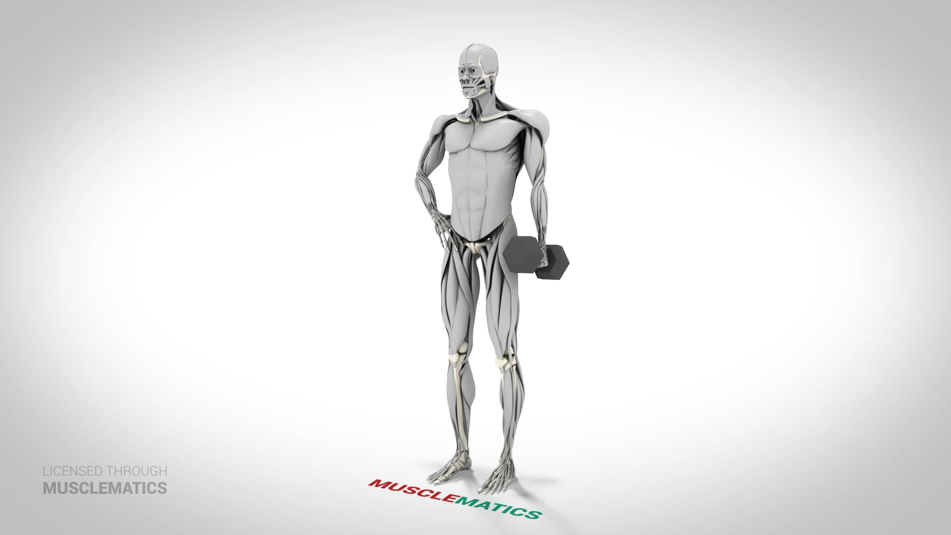 Dumbbell Side Bends - (View 3) - LEFT