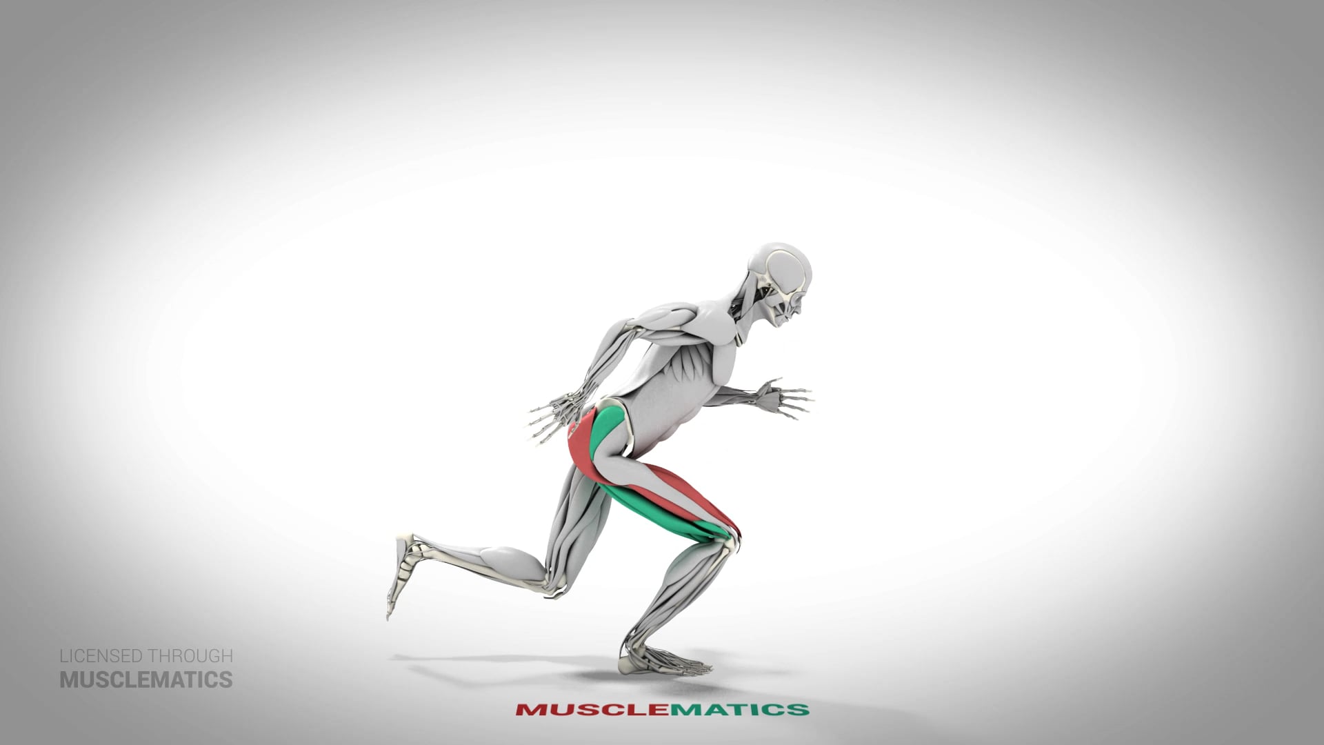 Skater Squat - (All Views)