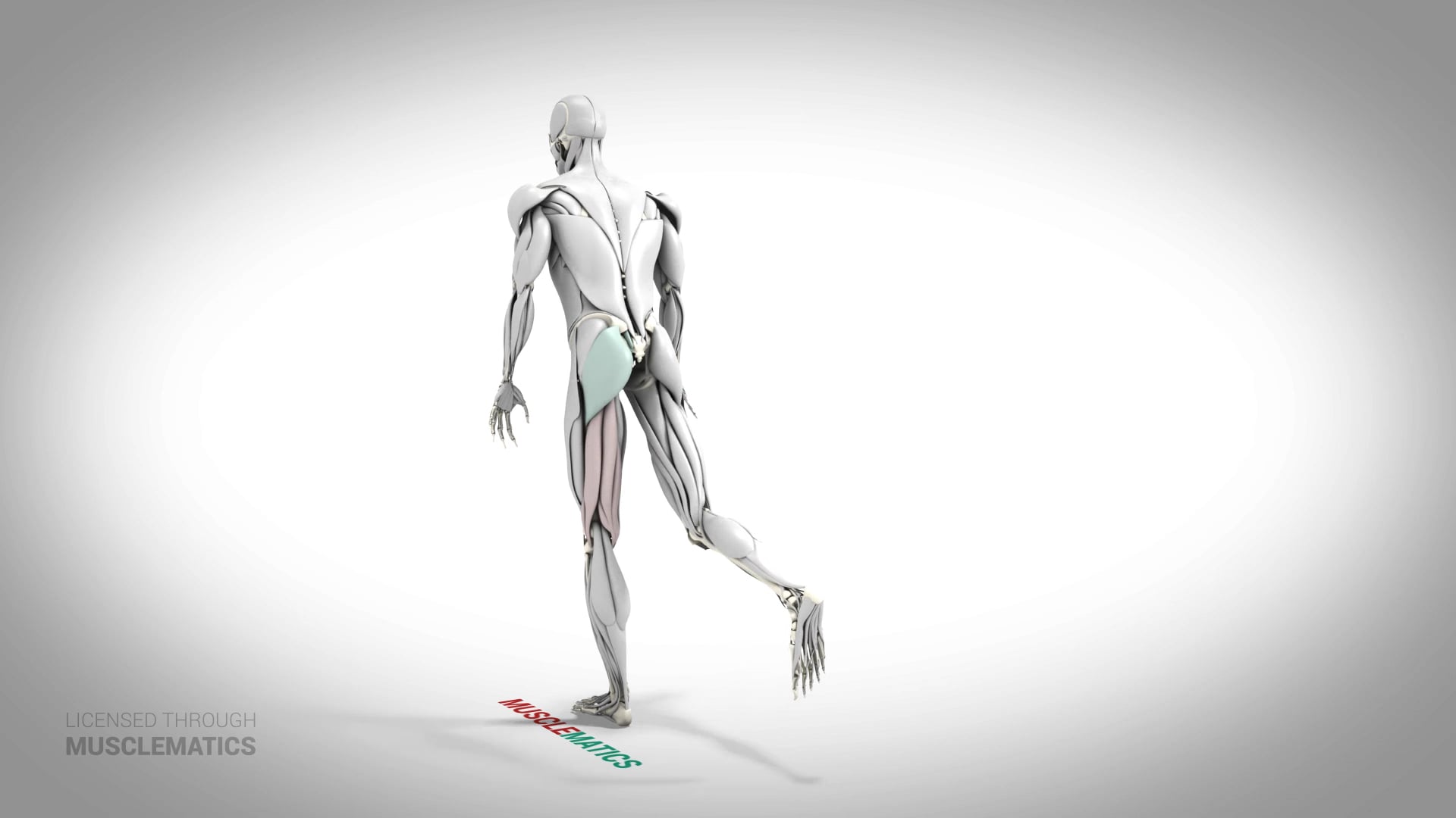 Single-Leg Romanian Deadlift - (All Views) - LEFT