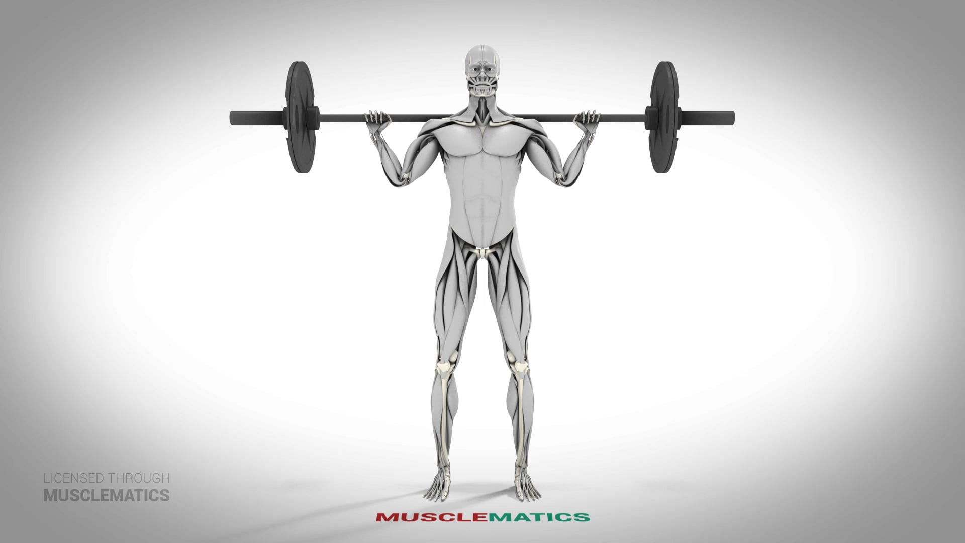 Barbell Squats - (All Views)