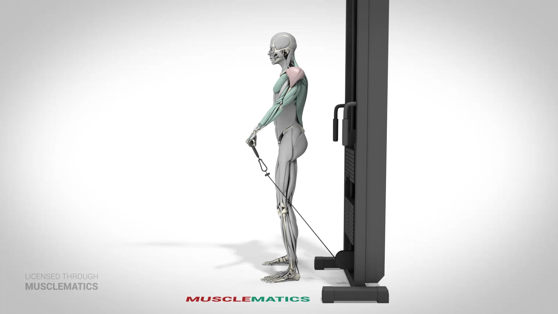 Low-Pulley Front Raises - (View 1) - LEFT