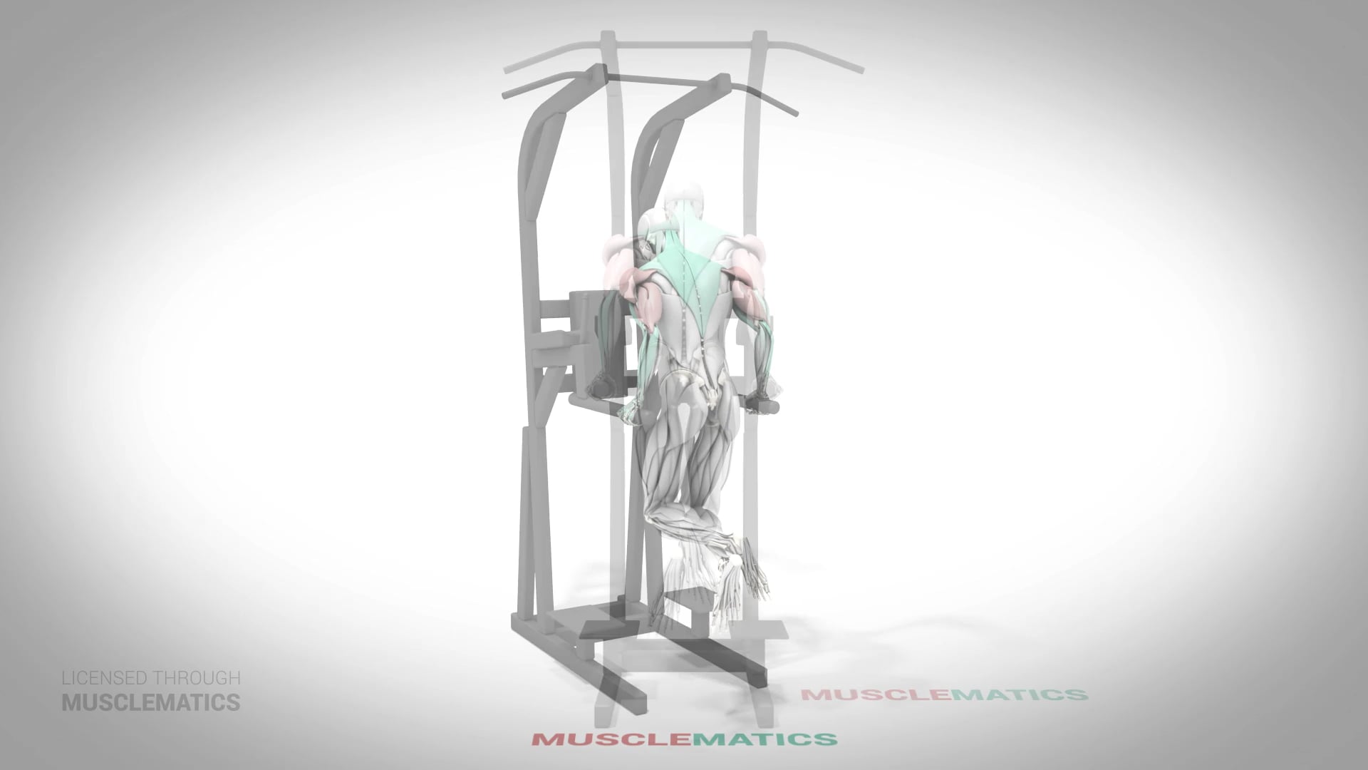 Parallel Bar Dips - (All Views)