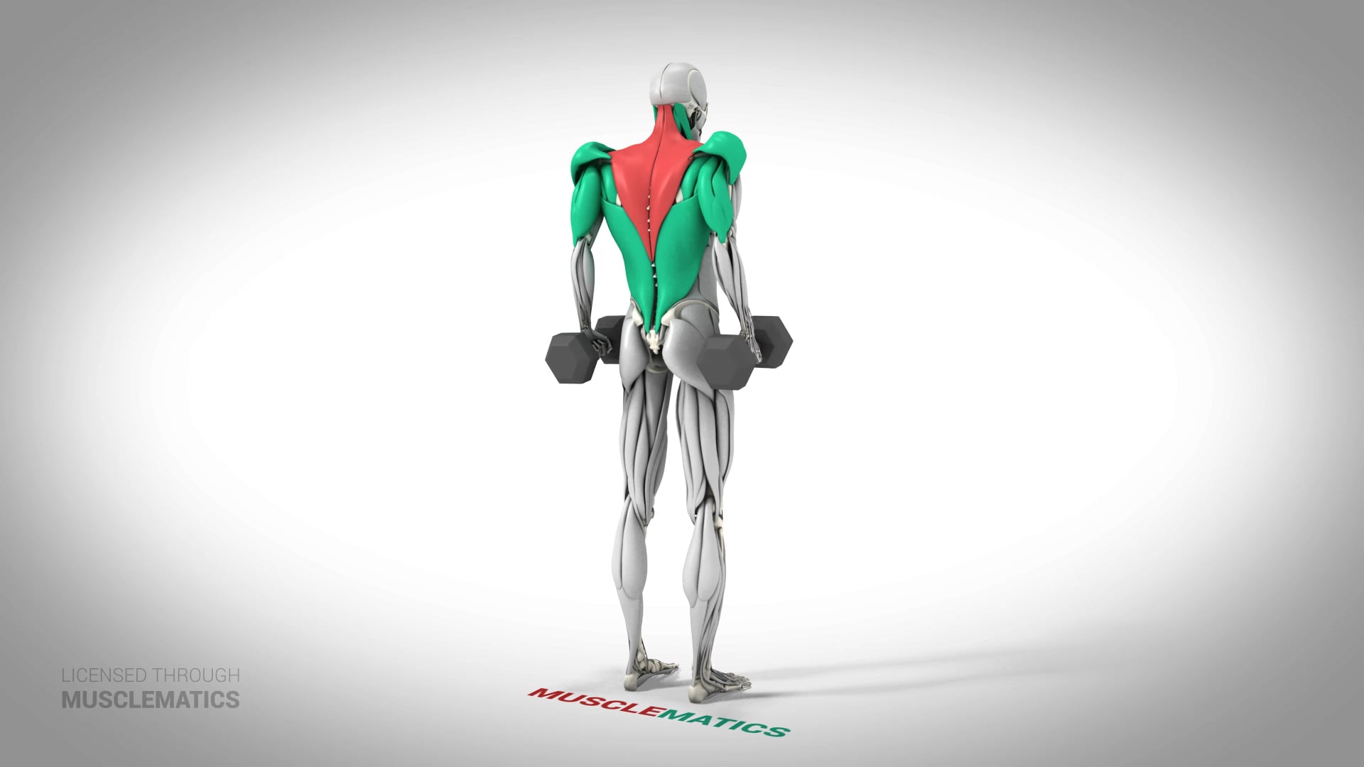 Dumbbell Shrugs - (All Views)