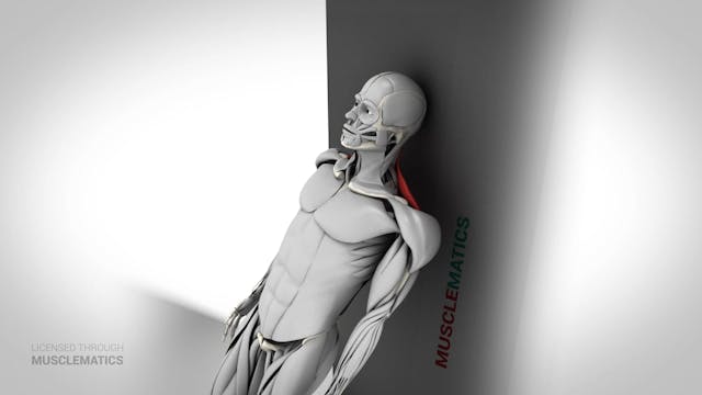 Wall Posterior Neck Isohold - (View 3)