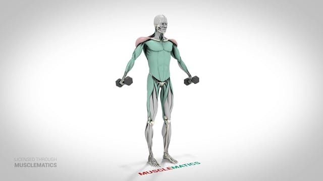 Lateral Dumbbell Raises - (View 2)