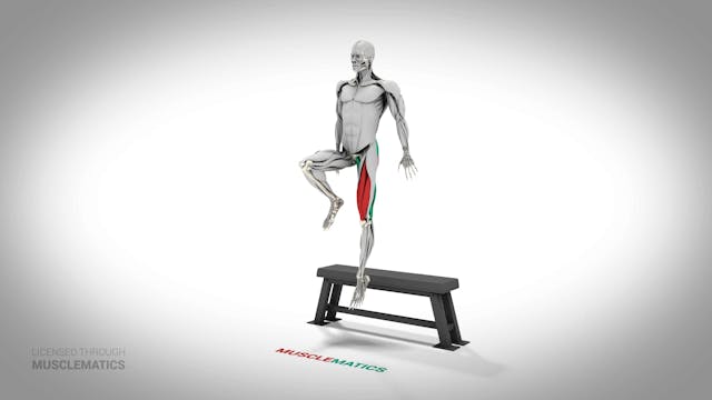 Jumping Single-Leg Box Squat - (All V...