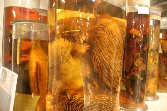 Museum Secrets: Inside the Natural History Museum, London