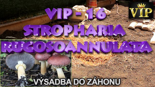 VIP 16 - Stropharia rugosoannulata