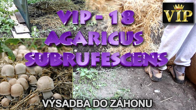 VIP 18 - Agaricus Subrufescens