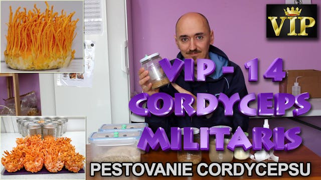 VIP 14 - Cordyceps militaris