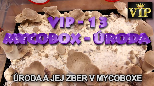 VIP 13 - Mycobox - plodenie