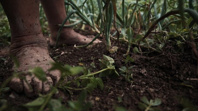 ISREAL - Then Comes the Evening