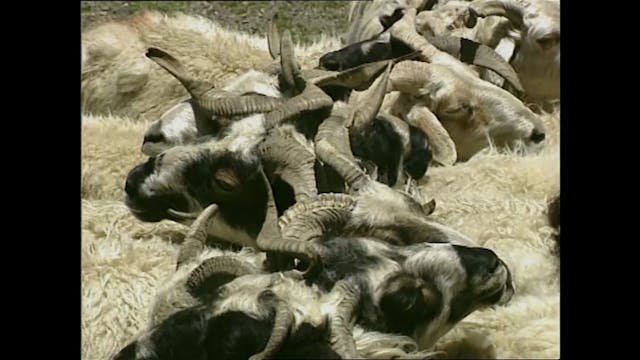 PIUCOMPAGNIA - Impermanence