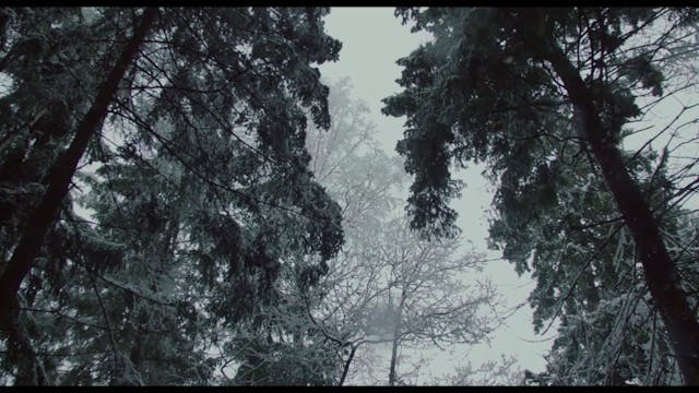 TSFF - IN THE DUSK_ (SUTEMOSE)_DEF