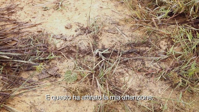 TERRAVIVA - Devil Comes to Koko - Sub ITA