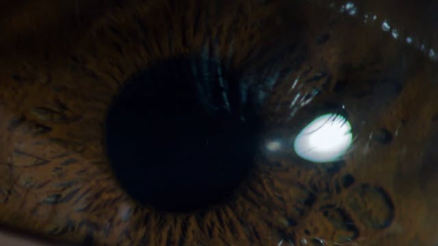 SHORTS 2021 - TRESPASOS