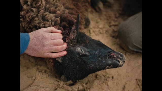 Brotherhood_AR-FR_HD-133_Stereo-Lo-Ro_H264-50mbit_20181219