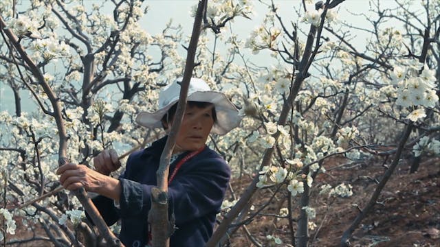 BIOGRAFILM - EarthMuted_H264_10Mbps_FullHD_25p_stereo320k