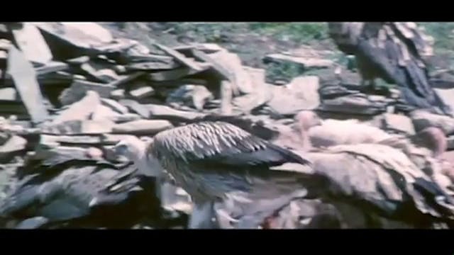 The Story of Film - Episodio 12