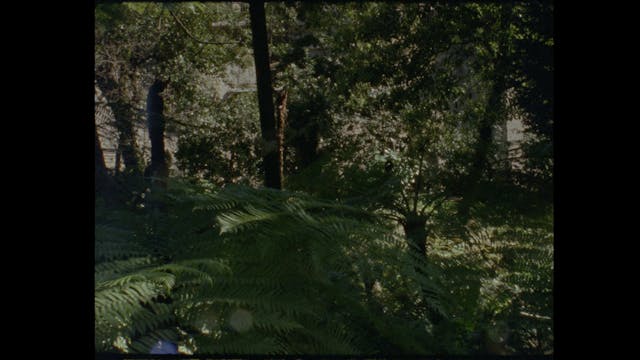 LACENO - DieUrpflanze_vosti con sotto...