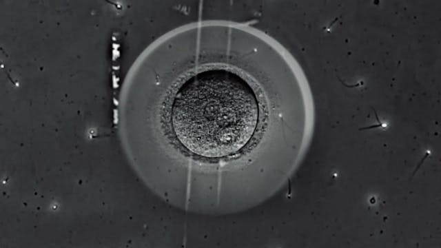 CASTROVILLARI - Zabut (clean) Castrovillari Film Festival