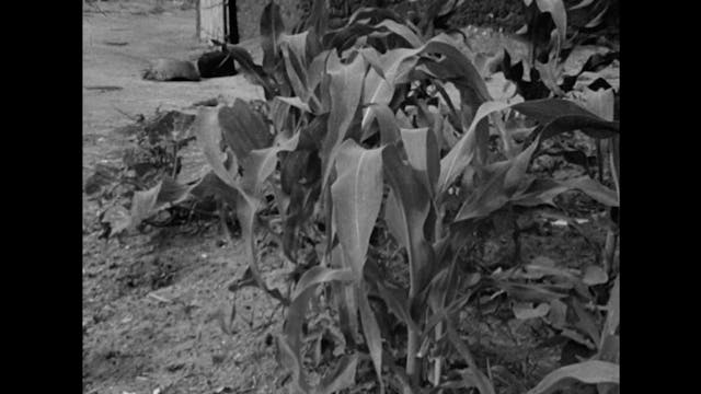 Paolo Pellicano - AppuntiPerUnOrestiadeAfricana_IT-it_1080_24_12Mbps_MYm