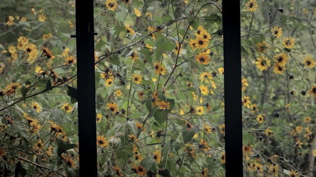 PIU COMPAGNIA - Tio Yim