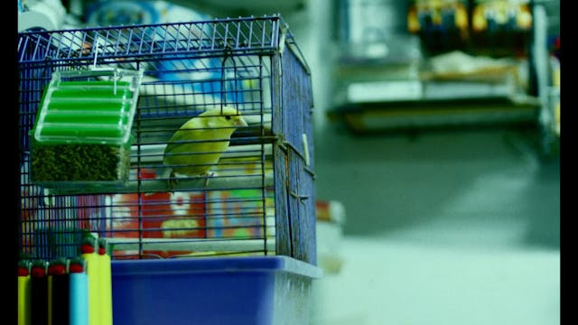 corto dorico - JADOR_H264